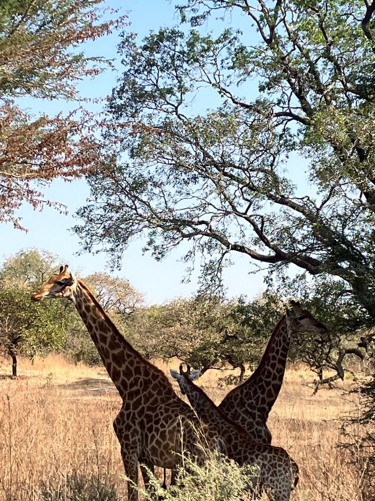 My Africa: Gambia