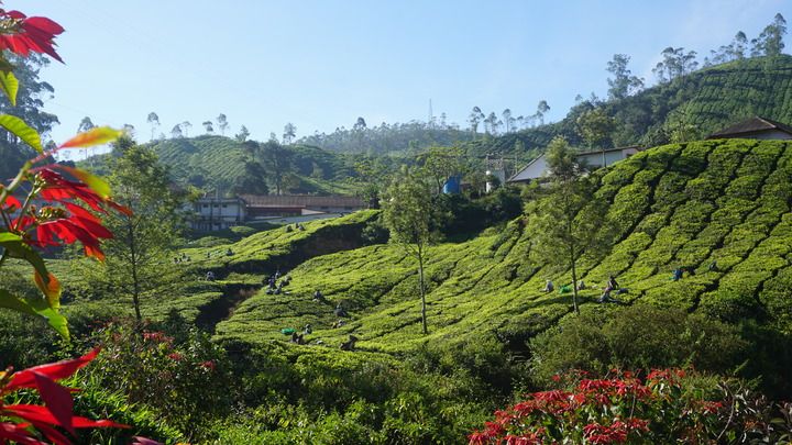 Kerala: India's Teapot